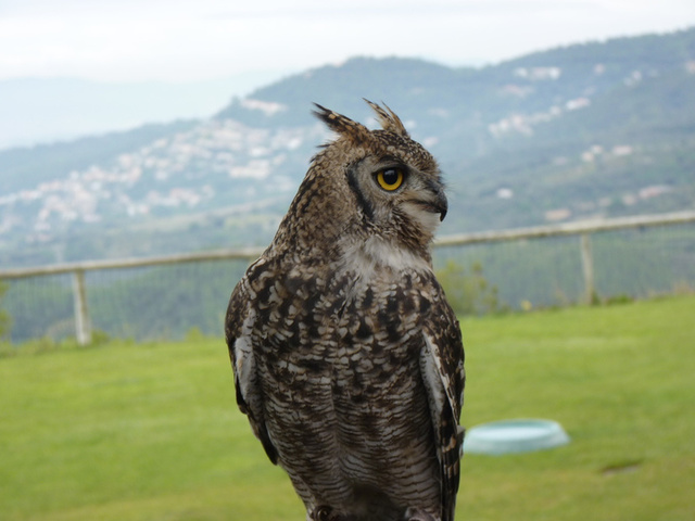 No s'ha trobat l'arxiu